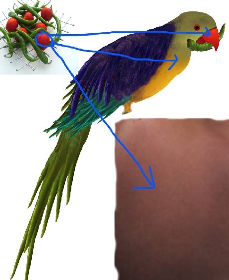 Creation of Parrot: Step 2